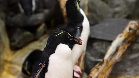 penguins communicating in their natural habitat