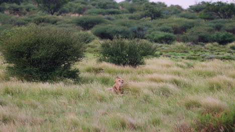 Yawning-Lion-Is-Lying-Down-On-Savannah-During-Windy-Day-In-Central-Kalahari,-Botswana,-South-Africa