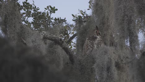 gran búho con cuernos sentado en un árbol cubierto de musgo