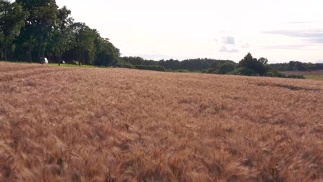 Flight-over-the-wheat-field-at-sunset