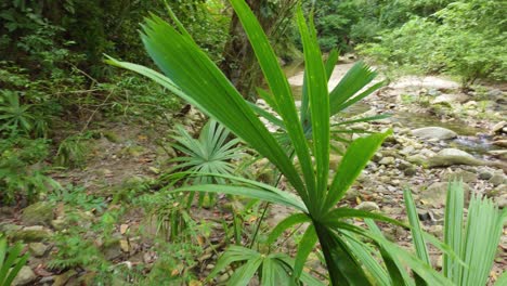 Spaziergang-Im-Naturwald-Santa-Marta-Kolumbien,-Bäume,-Bach,-Fluss,-Vegetation