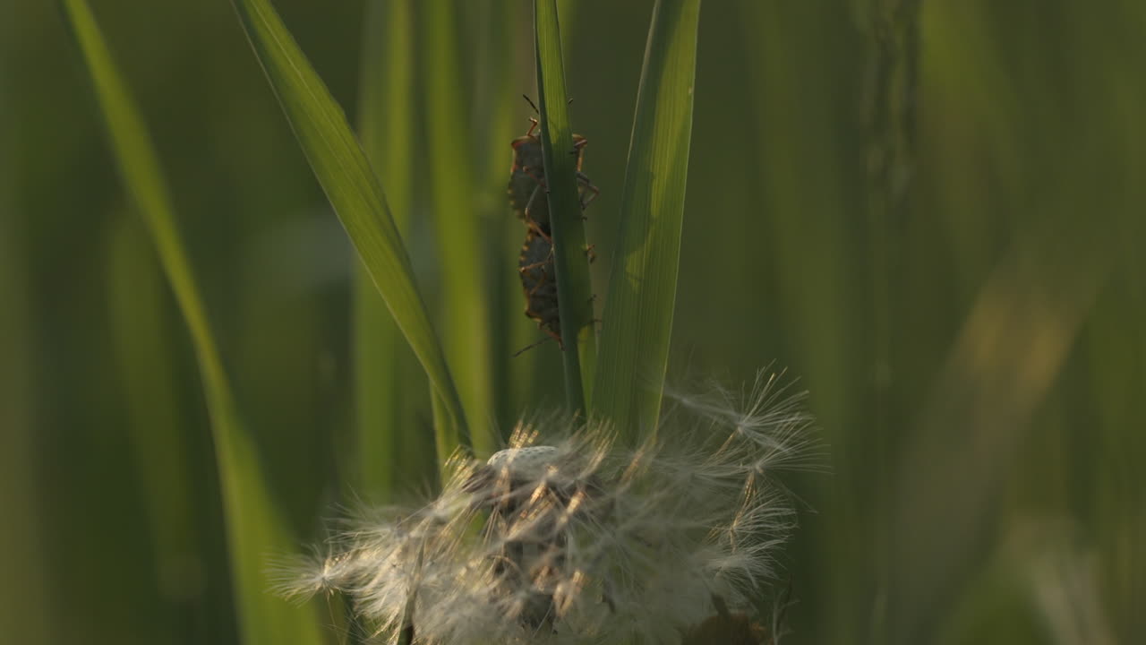 Insects on Grass and Dandelion