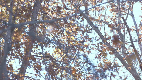 Ramas-De-árboles-En-Otoño-Con-Hojas-Amarillas