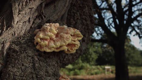 Auf-Dem-Stamm-Des-Dicken-Baumes-Wächst-Ein-Gelber-Pilz