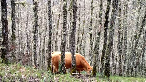 close up of a brown cow is feeding between many leafless trees in the depth of a forest downhill