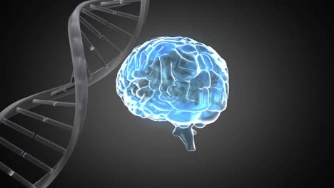 Digitale-Animation-Der-DNA-Struktur-Und-Des-Menschlichen-Gehirns,-Das-Sich-Vor-Grauem-Hintergrund-Dreht