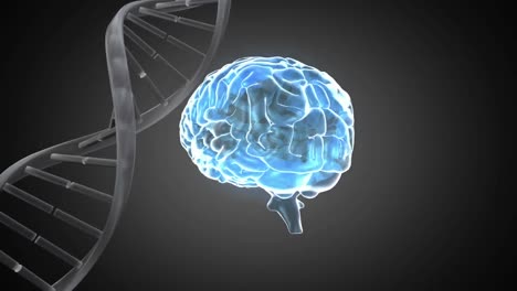 animación digital de la estructura del adn y el cerebro humano girando contra un fondo gris