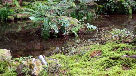 the zen buddhism gardens in ohara, japan are unique in their design based on the cultivation and care of various types of moss. it is a thousand years old