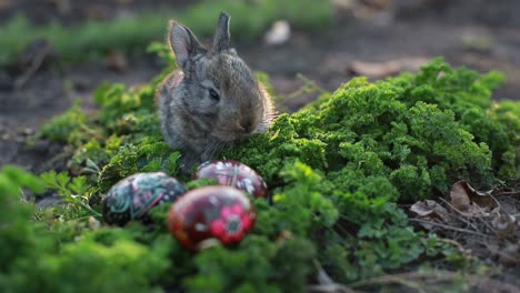brown easter bunny eating a dandelion, sitting near easter eggs, green grass