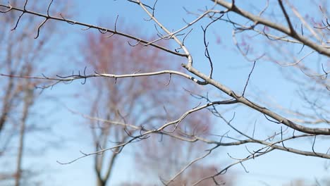 Ramas-Desnudas-De-Los-árboles-A-Principios-De-La-Primavera-En-Un-Día-Soleado