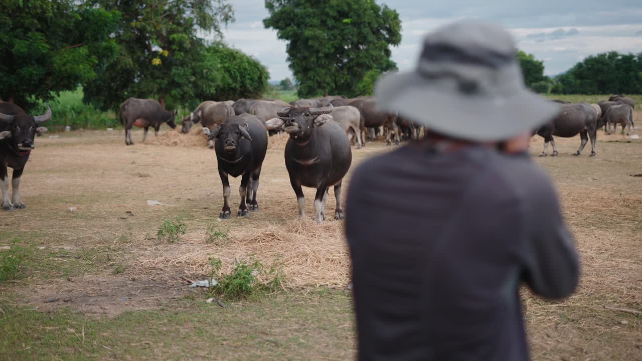 Photographer capturing water buffaloes in a rural setting