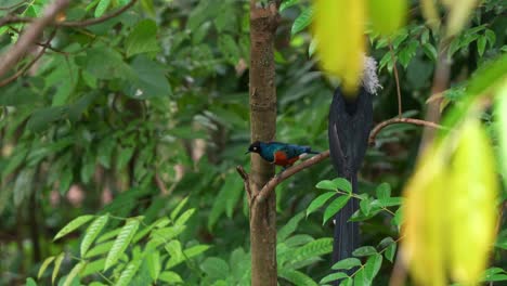 superb starling with striking plumage perched on tree branch beside a western long-tailed hornbill, chattering calls, spread its wings and fly away