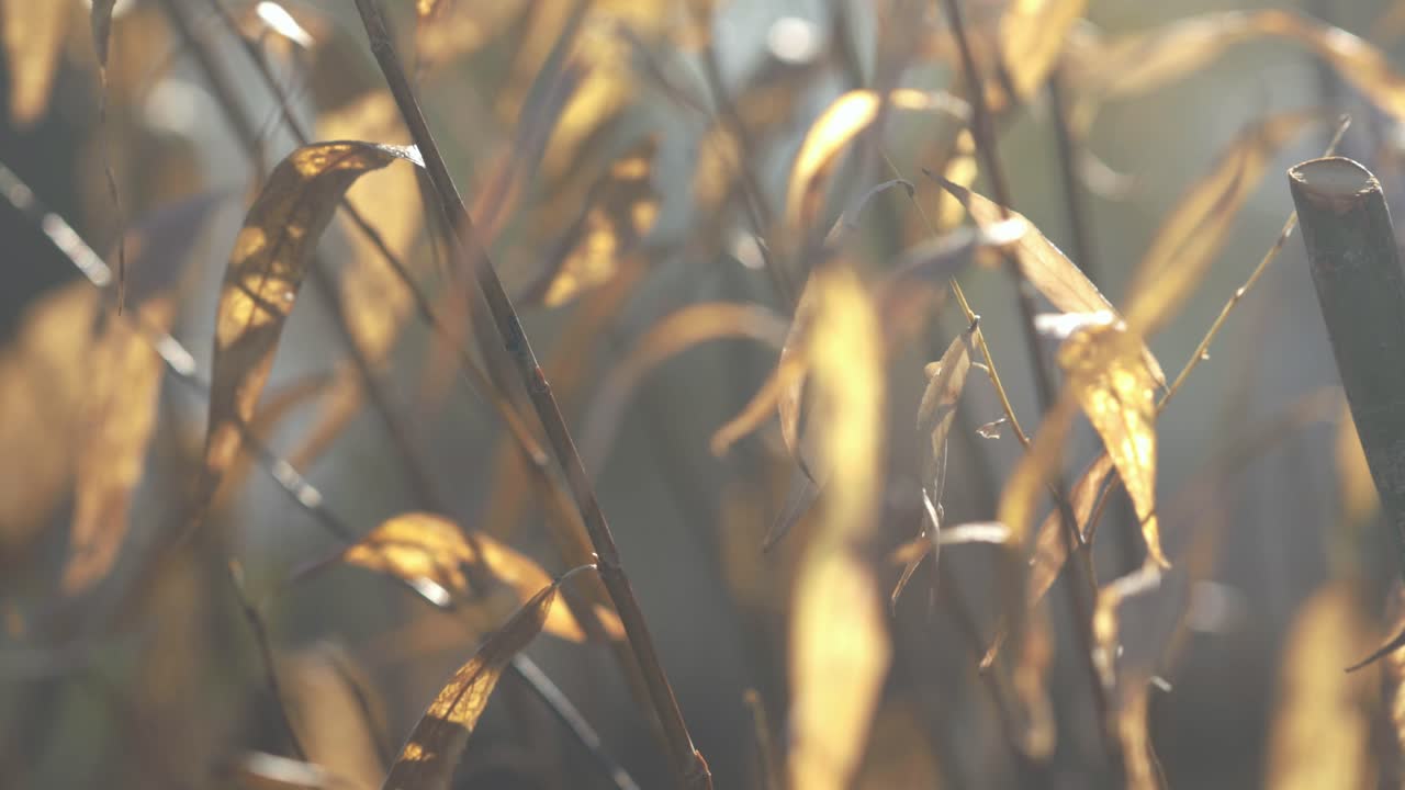 계절의 변화는 식물의 퇴로 이어집니다.