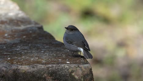 A-Plumbeous-Water-Redstart-fanning-its-tail-while-perched-on-a-stone