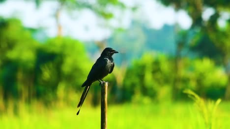 drongo bird perching over wooden pole with green rural nature background in bangladesh
