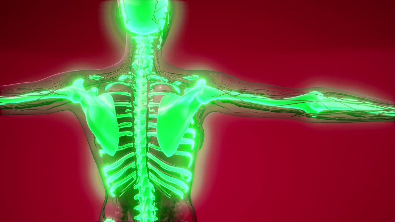 cuerpo humano transparente con huesos visibles