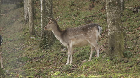 young deer looking to the camera