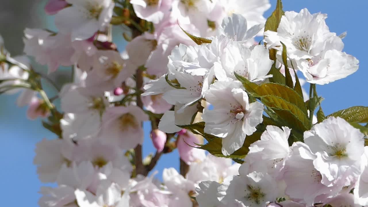 el prunus 'amanogawa es un cerezo ornamental vertical