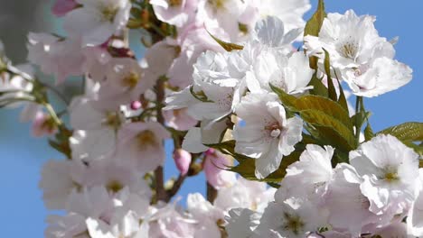 prunus 'amanogawa is a upright ornamental cherry tree