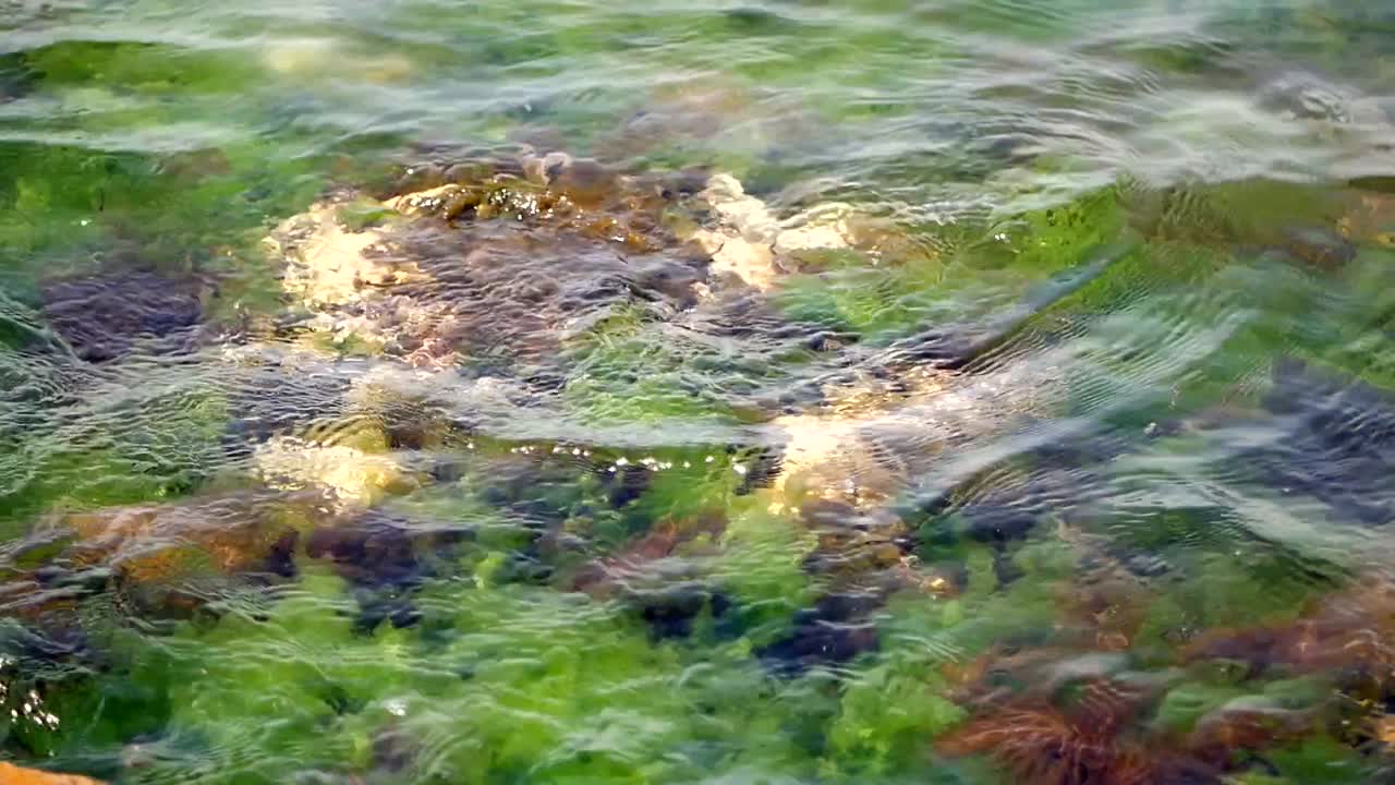 바위 와 해조류 가 있는 은 물