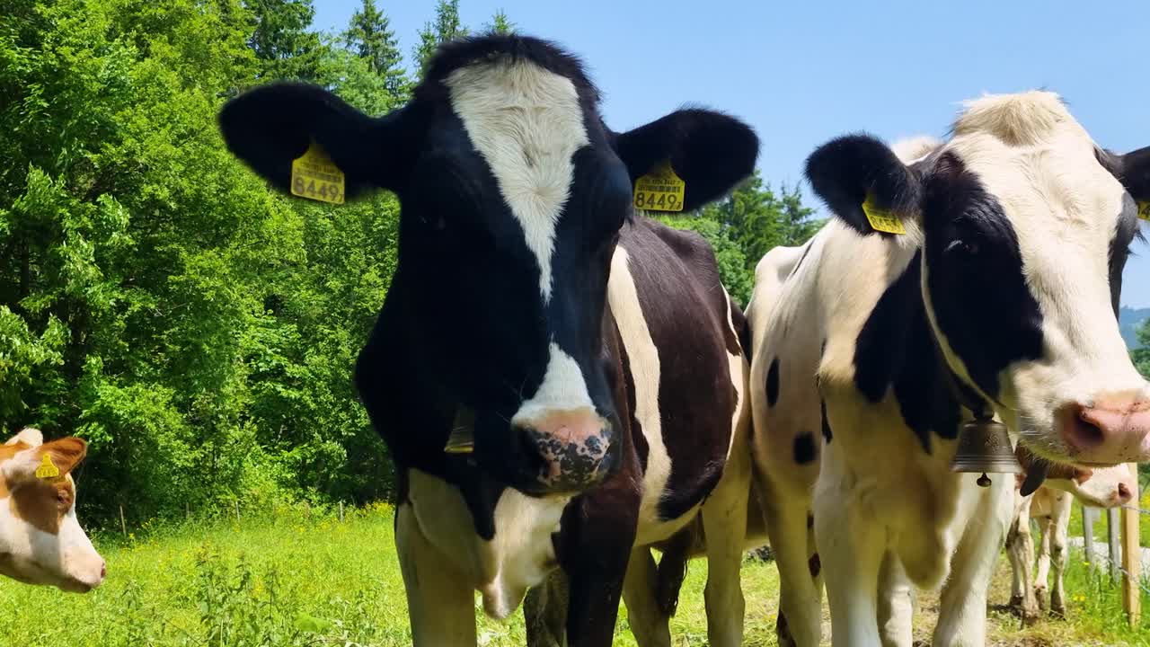 Close-up of two black and white Fribourg calves in a lush alpine meadow near the forest edge, filmed near Schwarzsee, Switzerland, on a bright summer day
