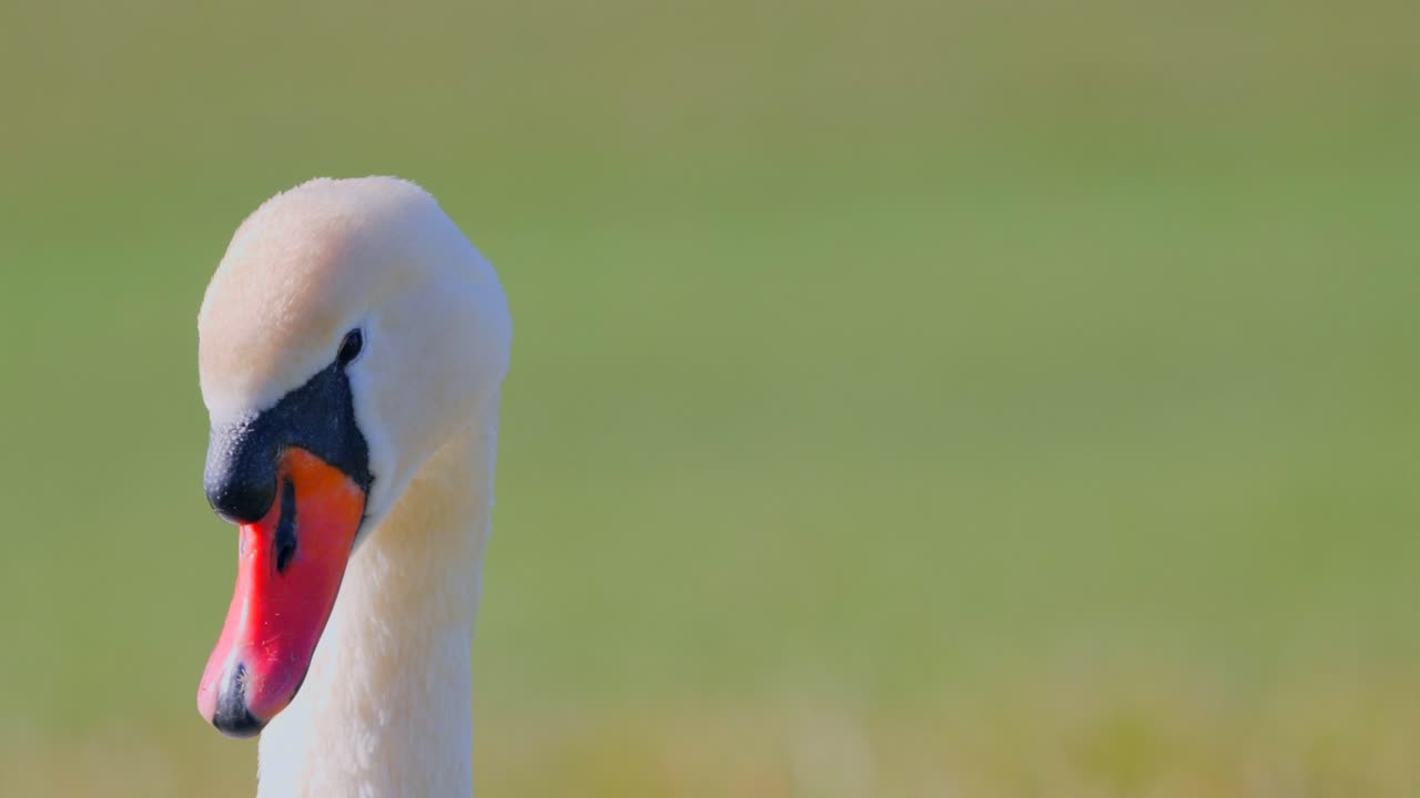 ritratto di cigno con sfondo piacevole