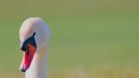 retrato de cisne con buen fondo