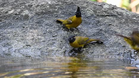 black-crested bulbul-pflege nach einem bad im wald an einem heißen tag, pycnonotus flaviventris, in zeitlupe