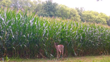 Junger-Weißwedelhirsch,-Der-Im-Spätsommer-Im-Oberen-Mittelwesten-Auf-Einem-Feld-Mais-Vom-Stiel-Frisst