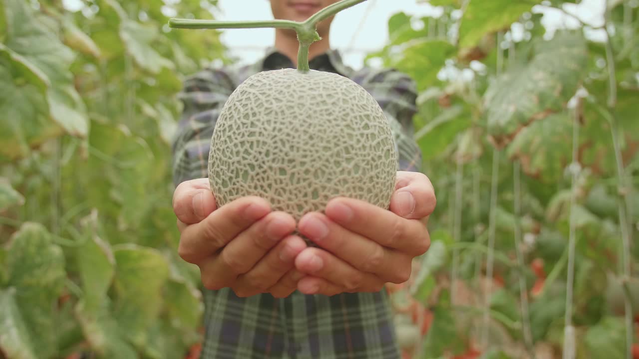 Asian Farmer Holding Melon And Show To The Camera In Green House Of Melon Farm