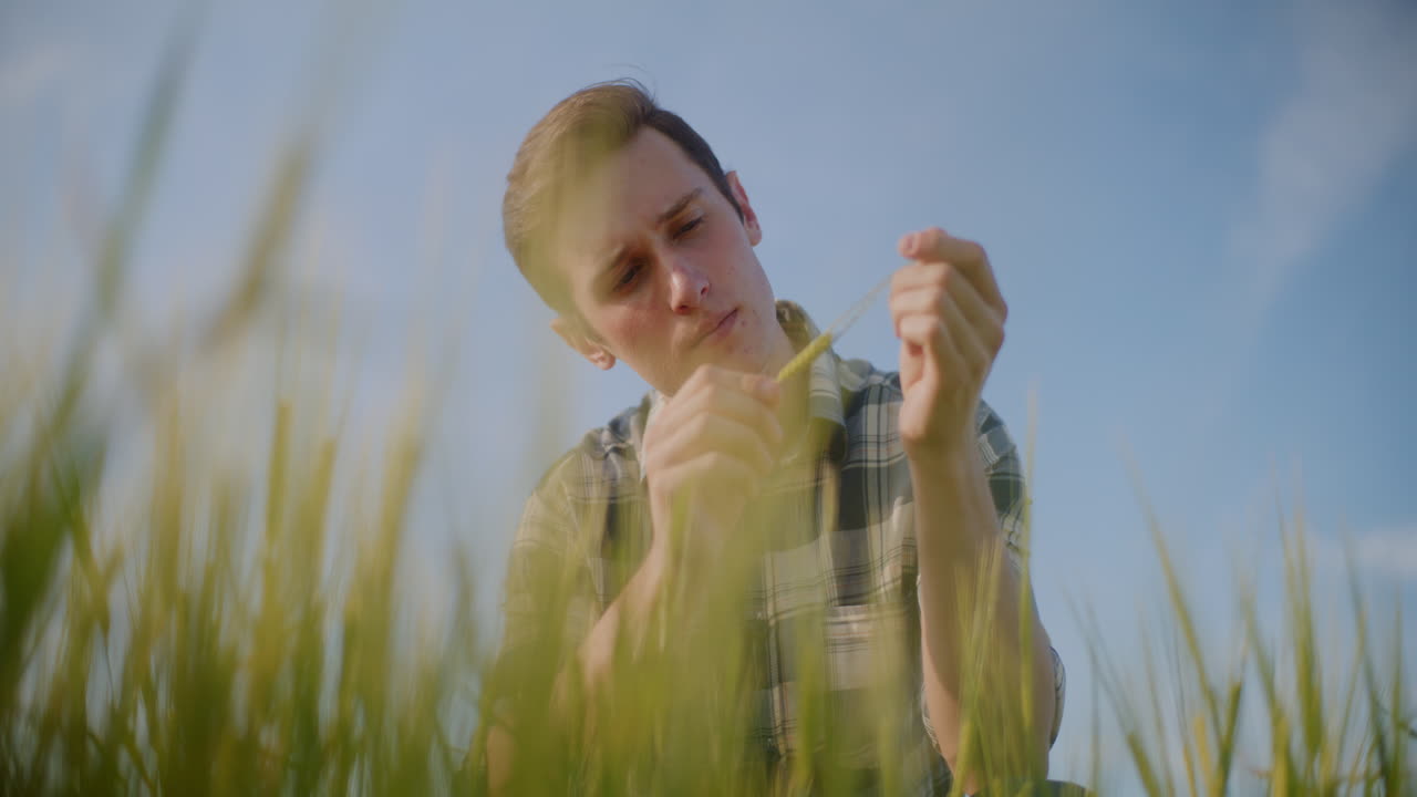 젊은 농부 가 밀 작물 을 조사 하고 있다