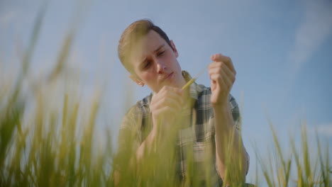 joven agricultor examinando el cultivo de trigo