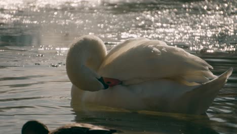 retrato de primer plano de tocar cisne limpiando su plumaje