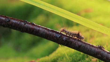 Gelbschwanzmotte-(Euproctis-Similis)-Raupe,-Goldschwanz--Oder-Schwanenmotte-(Sphrageidus-Similis)-Ist-Eine-Raupe-Aus-Der-Familie-Der-Erebidae.-Raupe-Kriecht-An-Einem-Ast-Auf-Grünem-Hintergrund-Entlang.