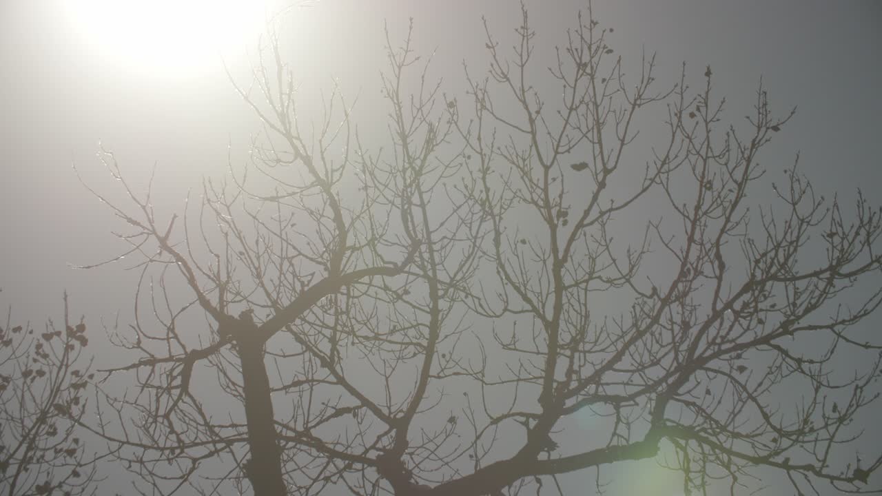 볼더 콜로라도의 끔찍한 유령 나무, 가을에 유령 나무