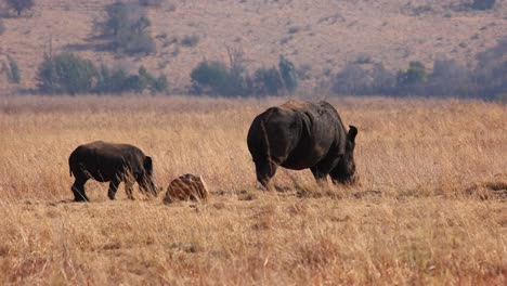 white rhino calf at rock walk behind white rhino mother in dry grass