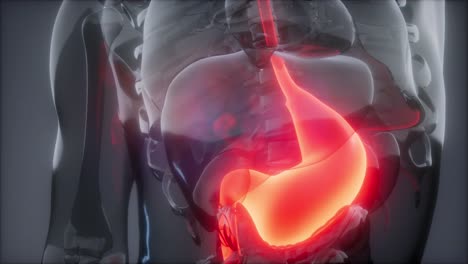 examen de radiología estomacal humano