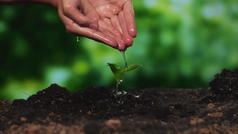 close up of farmer's hands watering a tree sprout after planting it with black dirt mud in the forest