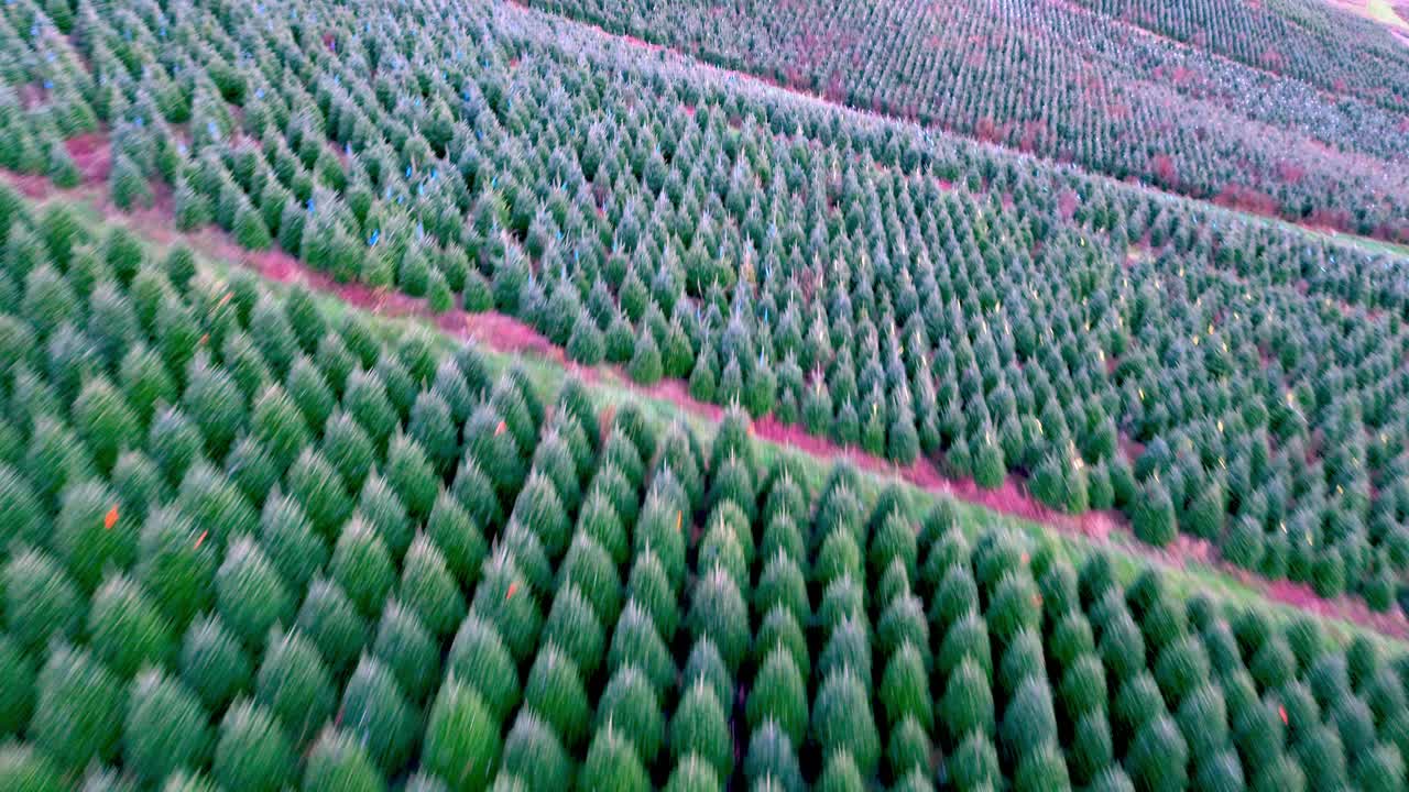 High aerial push over christmas tree farm ashe county nc, north carolina