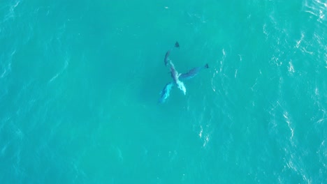 delfines nariz de botella cazando peces en la cabeza rota nsw - región de byron - australia