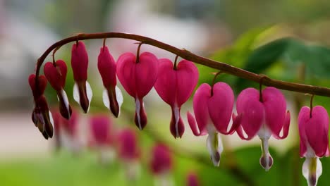 Weinende-Herzblume,-Buntes-Blutendes-Herz-Oder-Asiatische-Blutende-Herzpflanze,-Tagsüber-Aufgenommen,-Verschwommener-Hintergrund