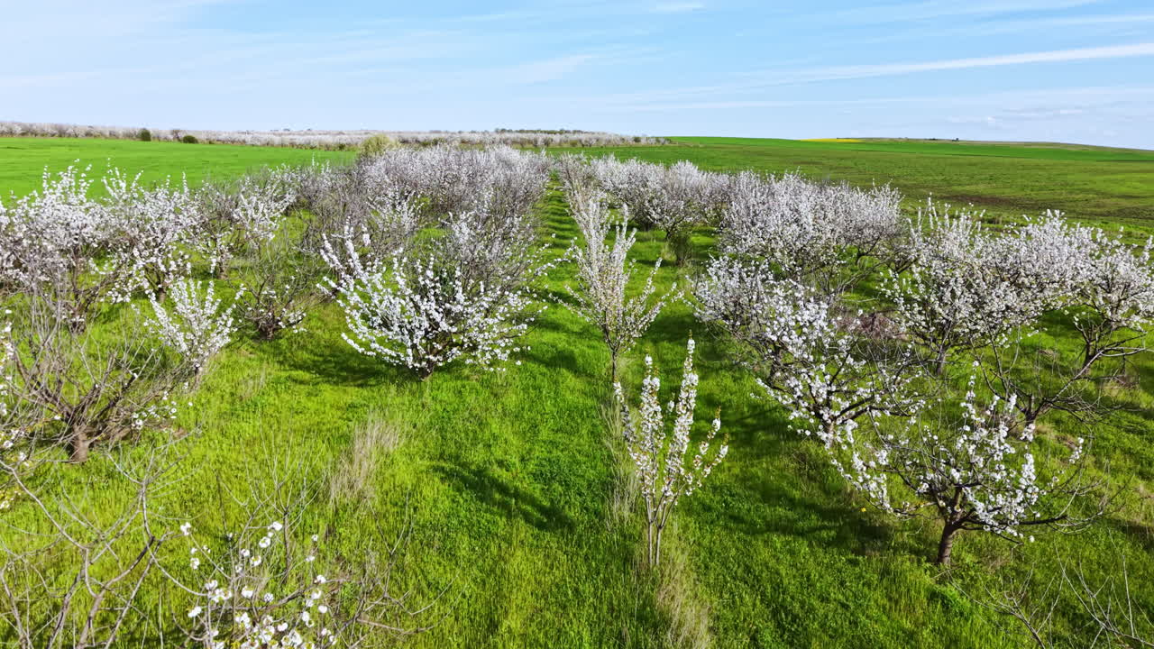 Alberi da frutto in fiore in un campo verde con cielo azzurro durante la primavera
