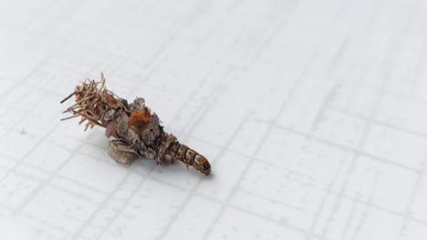 a bagworm moth species  crawling with its case