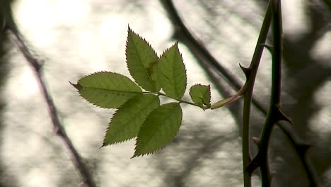 New-leaves-growing-on-a-thorny-stem-of-a-dog-rose-in-a-hedgerow-in-Rutland,-England,-UK