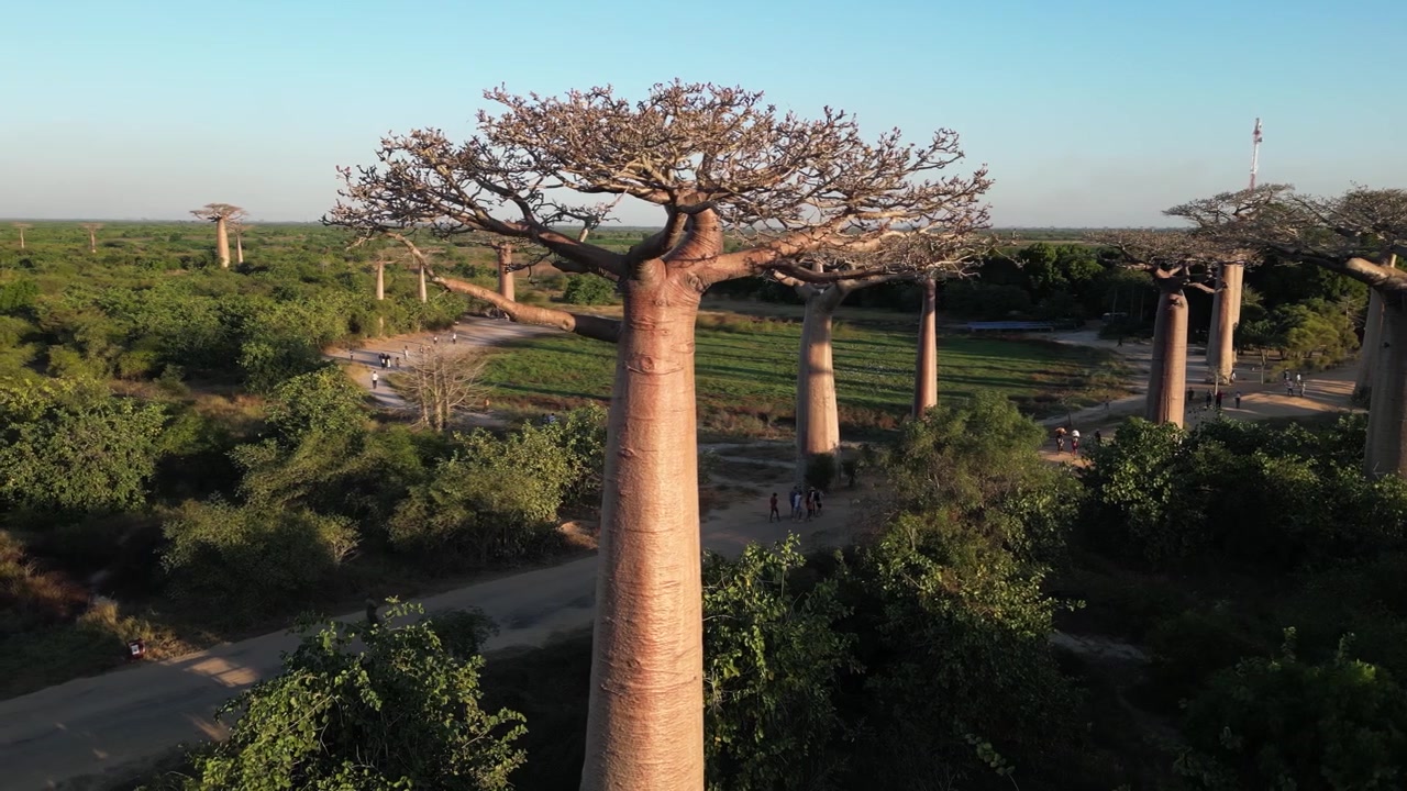 Primer plano aéreo con dron en seguimiento de un tronco masivo en la Avenida de los Baobabs, Morondava, Madagascar. Revelando la textura única y la gran escala de estos árboles endémicos contra el bosque.