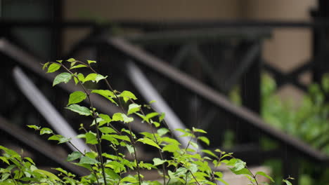 Green-Plant-Leaves-Under-Tropical-Rain-Drizzle-on-Background-of-Wooden-House-Porch