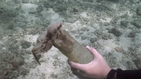 scuba diver swimming undersea with dead mushroom in hand