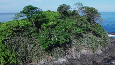pelícanos descansando en los árboles de una pequeña isla en costa rica