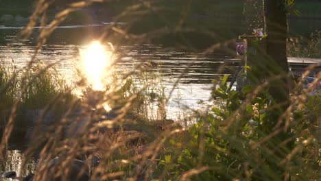 noche de verano y niños nadando, inclinándose para revelar rayos dorados de puesta de sol a través de ramas y hojas, poca profundidad de campo