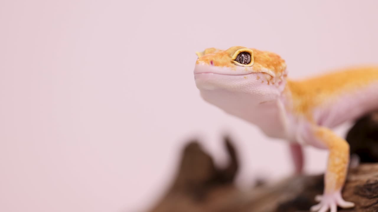A leopard gecko moves across driftwood, captured in soft, warm lighting with a neutral background